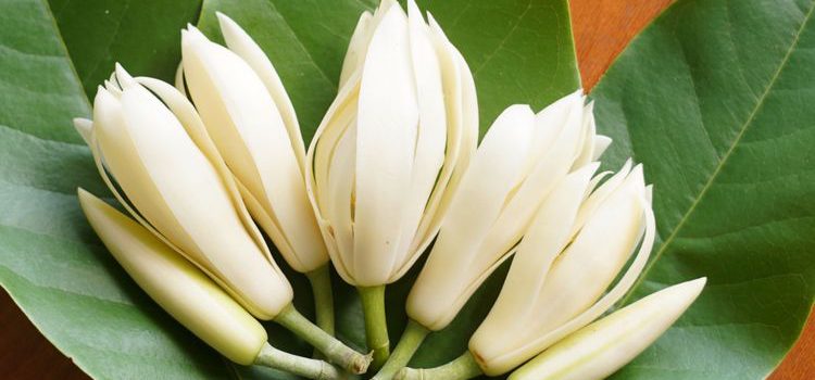 Buka Aura Dengan Bunga